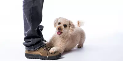 Why Do Dogs Sit On Your Feet?