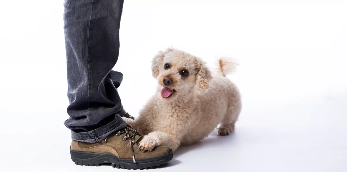 Why Do Dogs Sit On Your Feet?