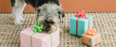 Pies w typie rasy yorkshire terrier wąchający zapakowane prezenty leżące na podłodze.