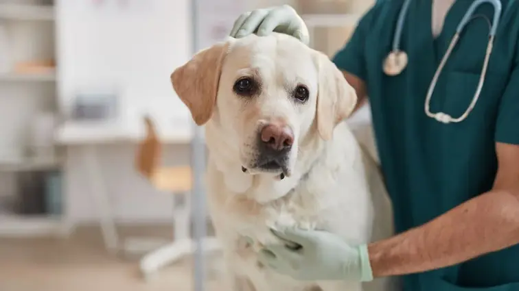Pes plemene labradorský retrívr v veterinární ordinaci.