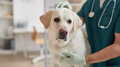 Pes plemene labradorský retrívr v veterinární ordinaci.
