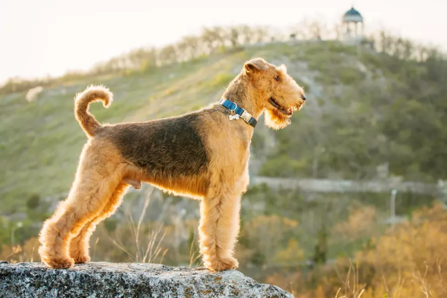 Airedale terrier