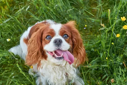 Cavalier king charles spaniel