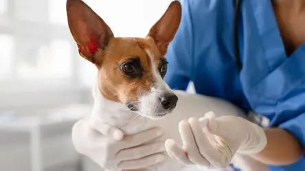 Pes u veterináře, držený osobou v rukavicích, která mu podává tabletku.
