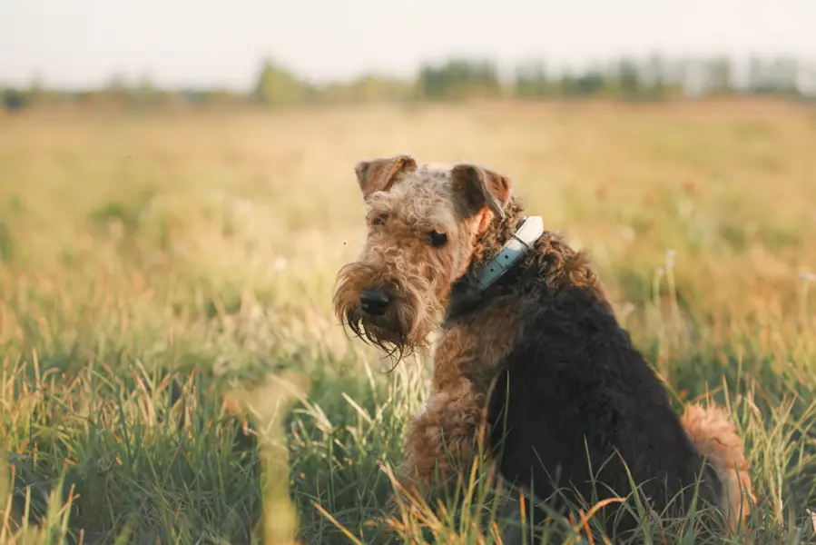 Airedale terrier