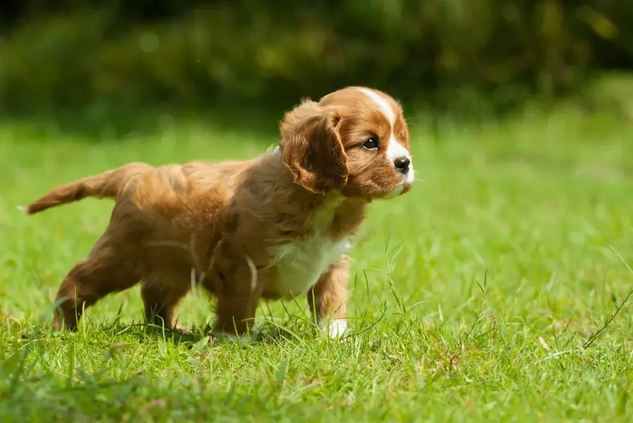 Cavalier king charles spaniel