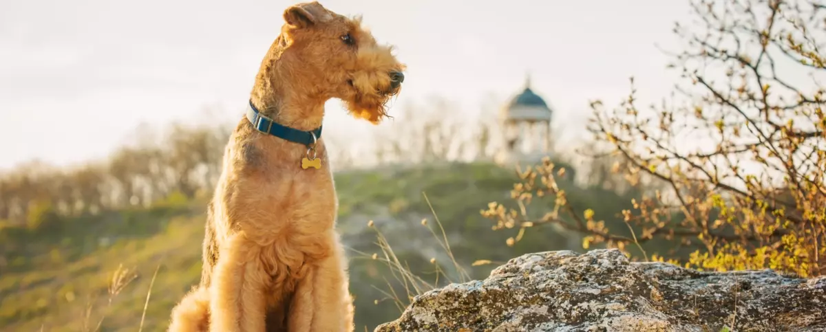 Airedale terrier