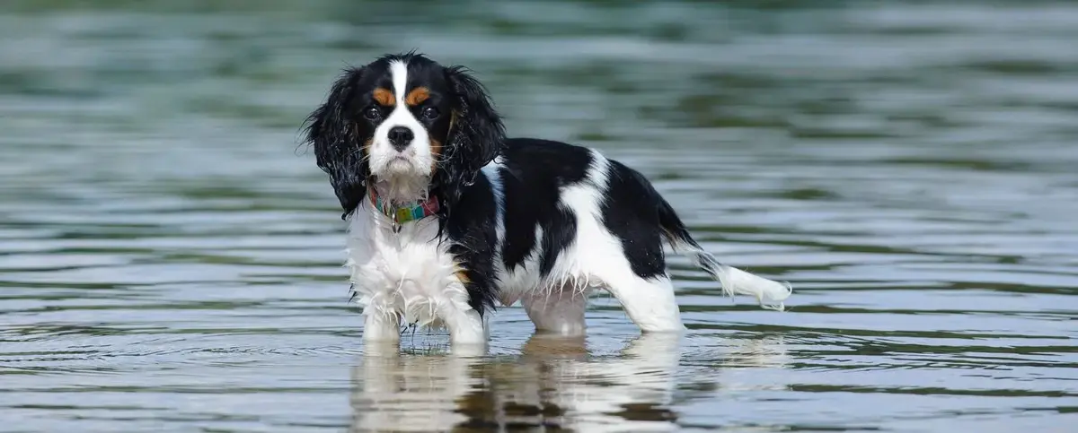 Cavalier king charles spaniel