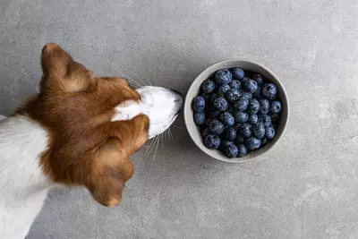 Mag Een Hond Blauwe Bessen