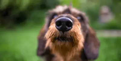 Why Do Dogs Sniff Each Other?