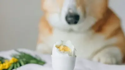 Pes typu corgi, který se dívá na natvrdo vařené vejce ve stojánku.