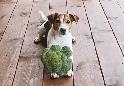 Mag een hond broccoli eten?