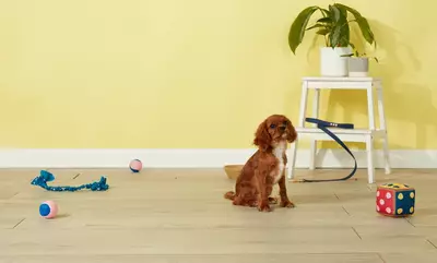 King Cavalier Charles Spaniel and toys