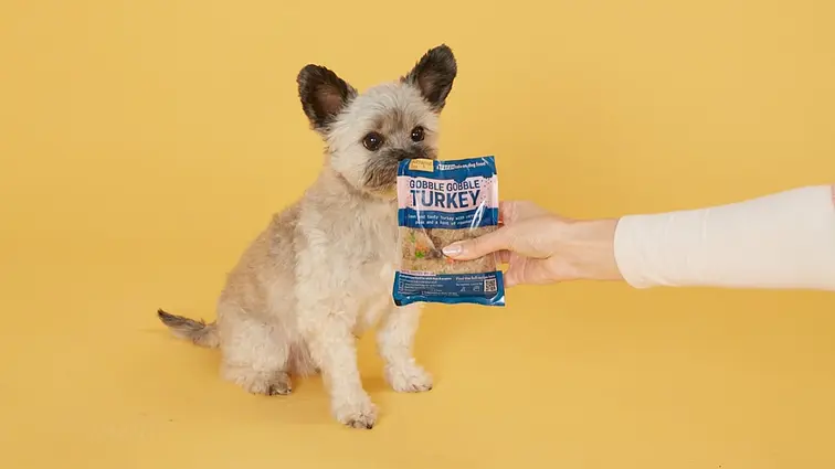 Bert mange de la nourriture pour chien