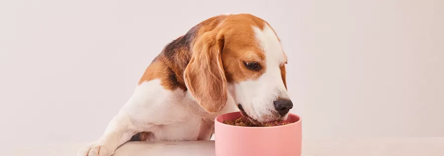 Beagle eating Butternut Box