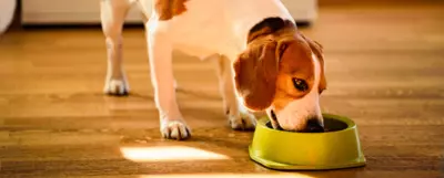 Pies w typie rasy beagle jedzący z miski.