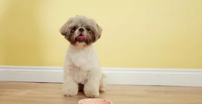 Cody, der Shih Tzu, frisst sein Futter