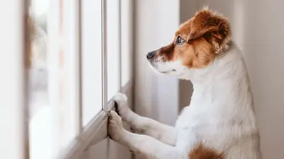 Mały brązowo-biały pies stoi z łapkami opartymi o okno i wygląda na zewnątrz.