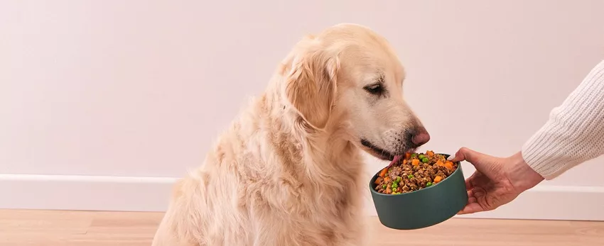 Golden Retriever eating Butternut Box