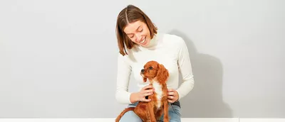 Puppy sitting on lap