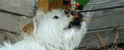 Biały pies wąchający dojrzałe jeżyny na krzaku. Zbliżenie psa z krzakiem jeżyn w tle, przy drewnianej ścianie. Dojrzałe czarne i czerwone jeżyny są wyraźnie widoczne.