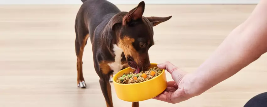 Mały pies rasy mieszanej jedzący z żółtej miski trzymanej przez opiekuna. Miska zawiera kolorowe jedzenie z warzywami, a pies z entuzjazmem pochyla się, aby zjeść posiłek, stojąc na drewnianej podłodze.
