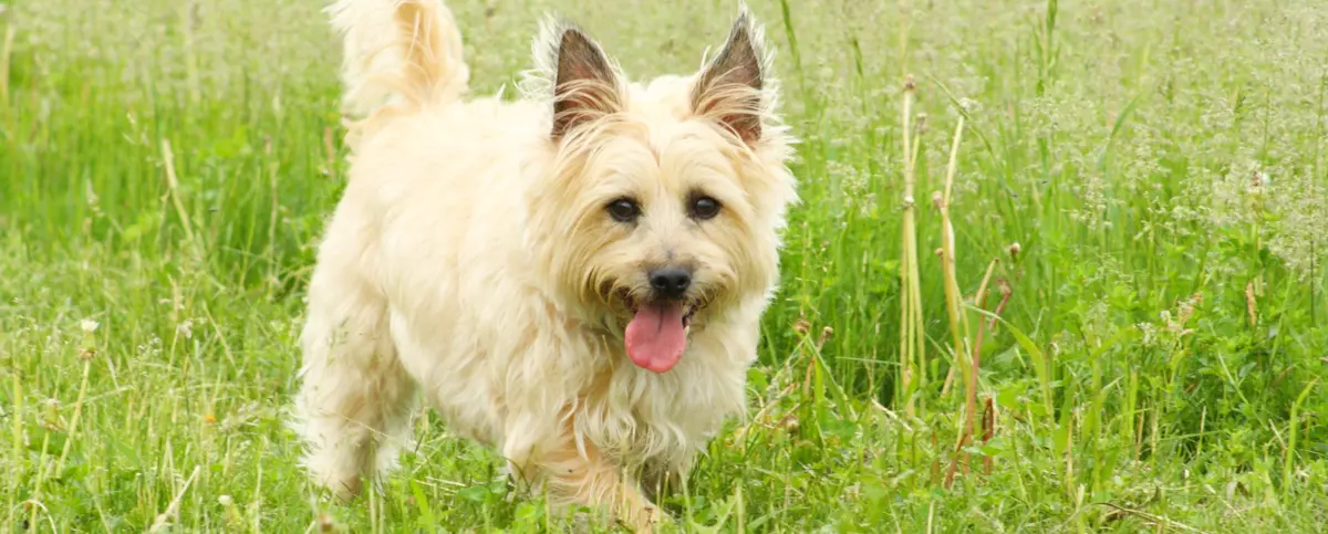 Cairn terrier