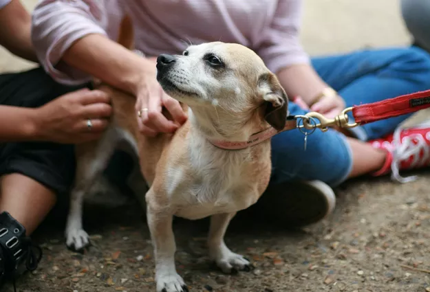 Jack Russell being stroked