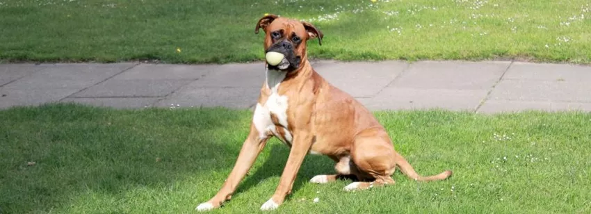 Boxer eating Butternut Box