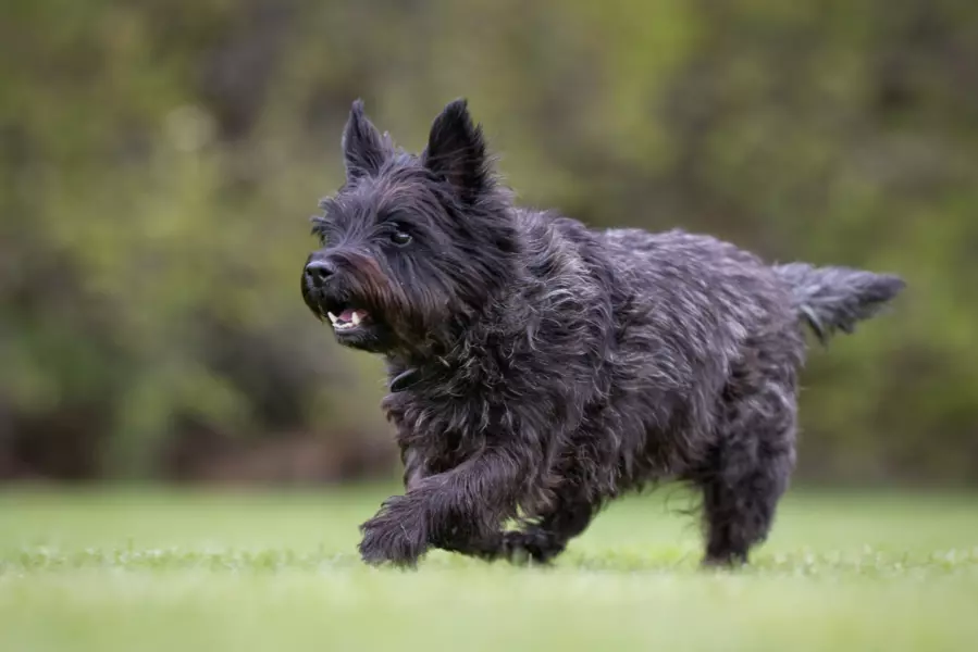 Cairn terrier