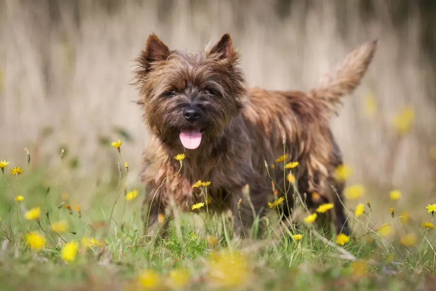 Cairn terrier