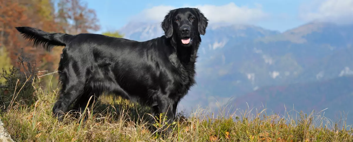 Flat coated retriever