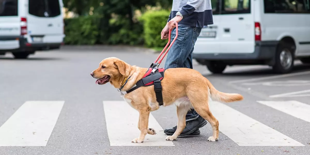 National Guide Dog Month