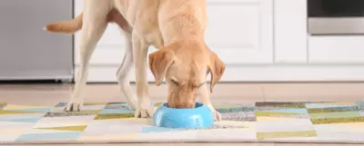 Pies w typie labrador retriever jedzący z niebieskiej miski.