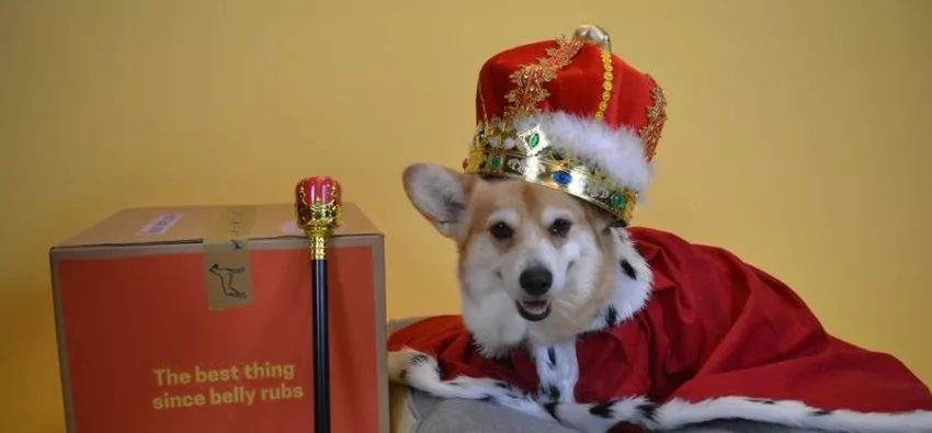 Corgi royal dog breed