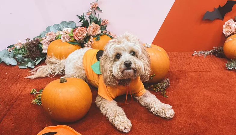 Bella the dog in a pumpkin costume