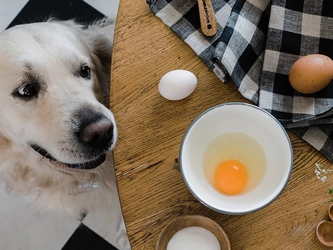 Mag Een Hond Ei