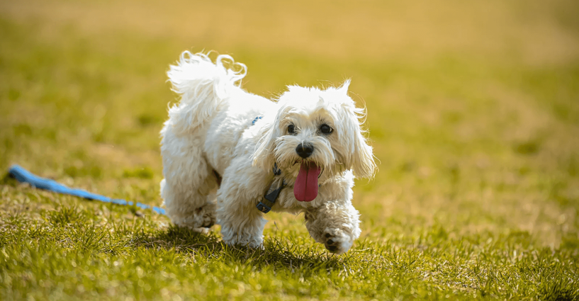 Dog playing in the sunshine