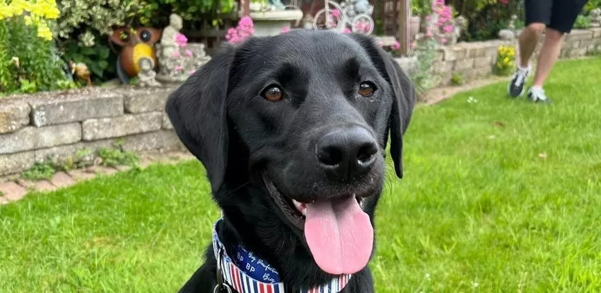 Black Labrador with arthriits