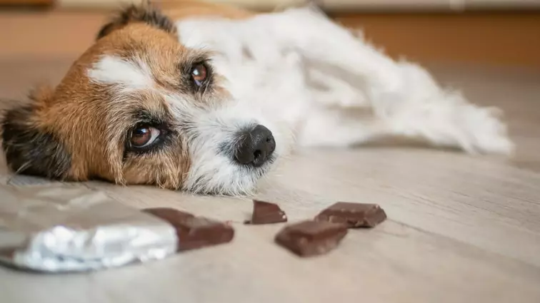 Mag een hond chocolade eten?