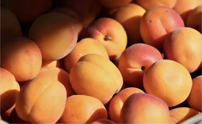 Can Dogs Eat Peaches?