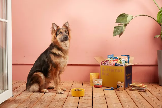 German Shepherd and Butternut Box dog food