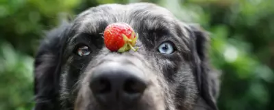 Pies trzymający truskawkę na nosie