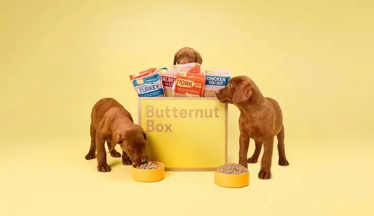 Drei braune Vizslas Welpen stehen vor und um eine gelbe Butternut Box mit mehreren Futterbeuteln darin. Zwei Welpen fressen aus orangefarbenen Näpfen, der dritte schaut aus der Kiste heraus. Der Hintergrund ist einfarbig gelb.