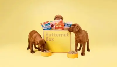 Drei braune Vizslas Welpen stehen vor und um eine gelbe Butternut Box mit mehreren Futterbeuteln darin. Zwei Welpen fressen aus orangefarbenen Näpfen, der dritte schaut aus der Kiste heraus. Der Hintergrund ist einfarbig gelb.