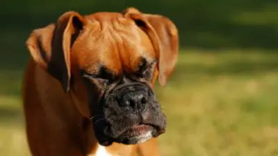 Dog sneezing