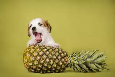 Mag een hond ananas eten?