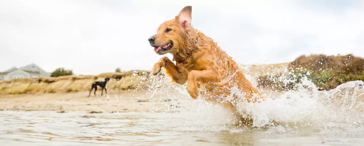 Pies w typie rasy golden retriever wyskakujący z wody