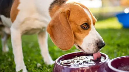 Pies rasy beagle pijący wodę z miski.