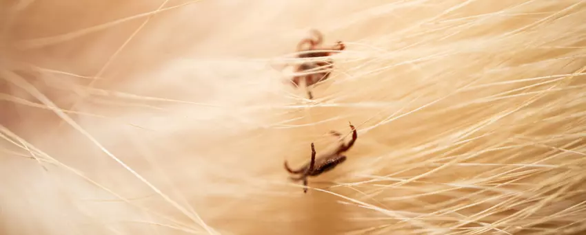 jak wyciagnac kleszcza psu